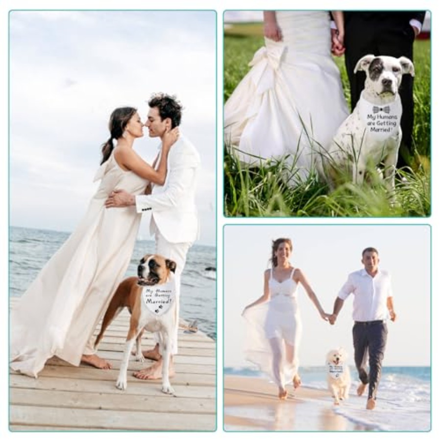 Blank Dog Bandanas Large-1PCS, - Bandana Blank White recension och pris