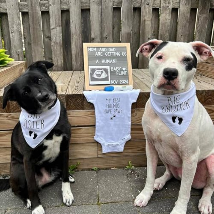 Blank Dog Bandanas Large-1PCS, - Bandana Blank White recension och pris